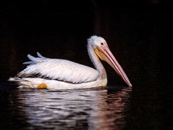 American White Pelican (Pelicanus erythrorhynchos)